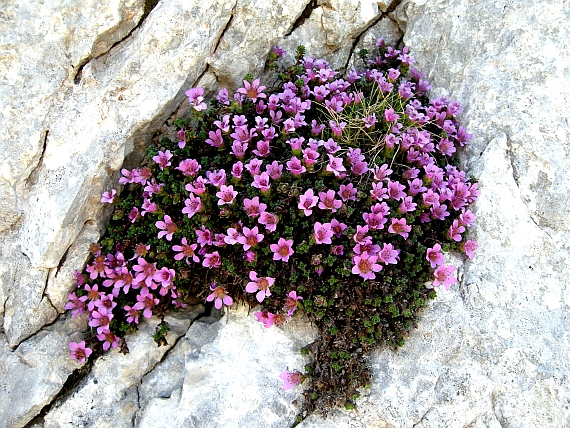 Saxifraga oppositifolia subsp. oppositifolia/ Sassifraga a foglie opposte